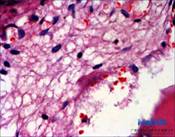 staining smears, biological microscope
