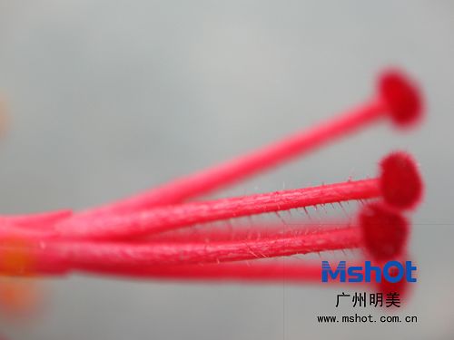 显微摄影