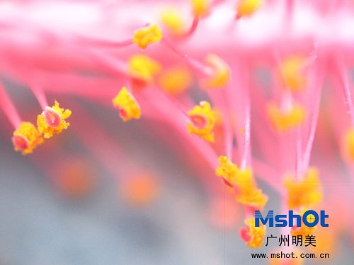 显微镜数码相机