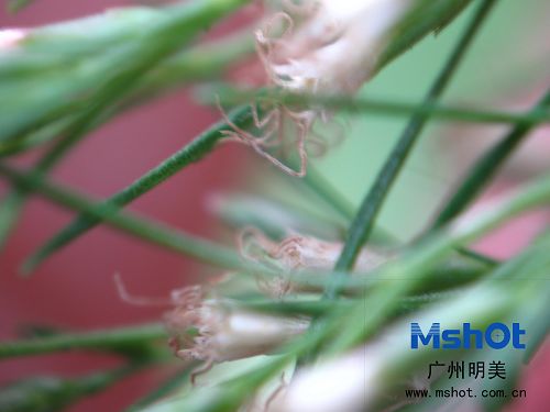 显微数码相机